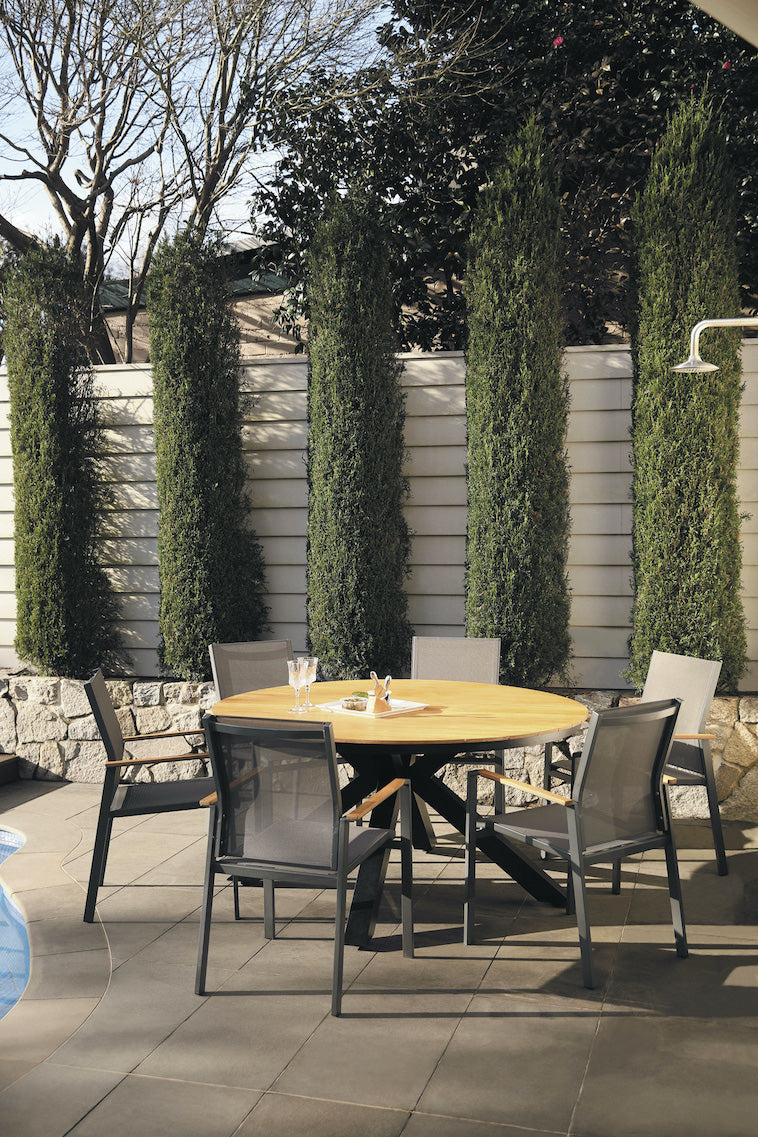 Shelta Empire Premium Dining Chairs