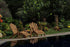 East India Teak Adirondack - Tucker Barbecues